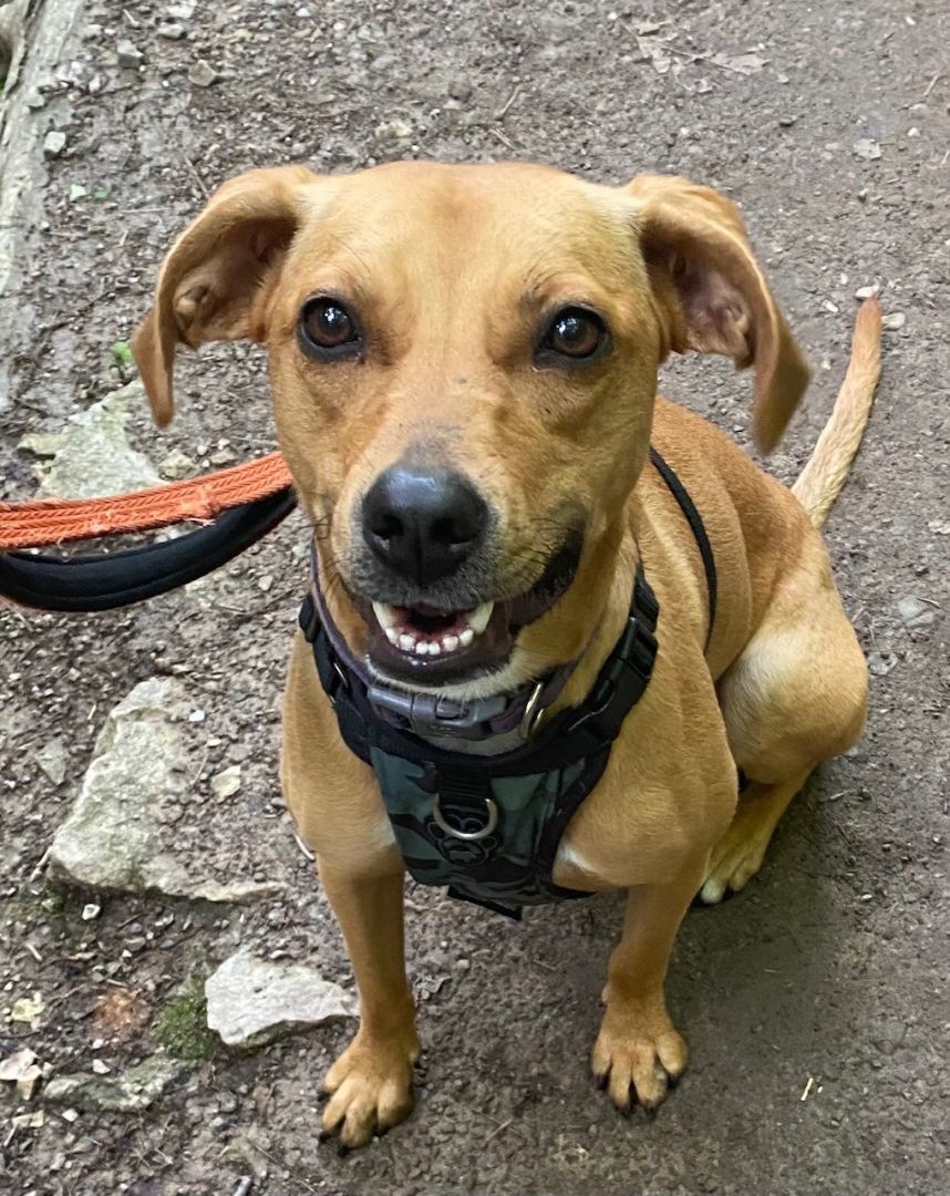Millie (20210906-11), an adoptable Mixed Breed in Niagara Falls, ON, L2E 5J4 | Photo Image 6