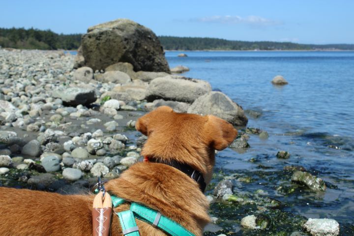 Libby, an adoptable Labrador Retriever, Chow Chow in Friday Harbor, WA, 98250 | Photo Image 4