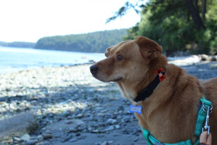 Libby, an adoptable Labrador Retriever, Chow Chow in Friday Harbor, WA, 98250 | Photo Image 5