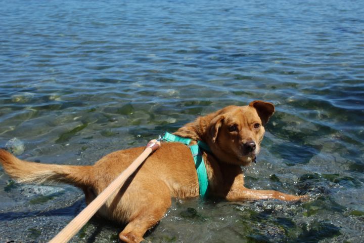 Libby, an adoptable Labrador Retriever, Chow Chow in Friday Harbor, WA, 98250 | Photo Image 1