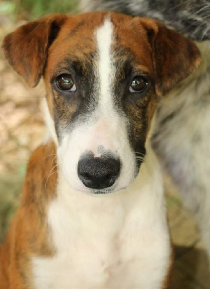 Dog for adoption ALEXIS male a Mountain Cur Tennessee