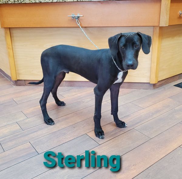 Sterling 