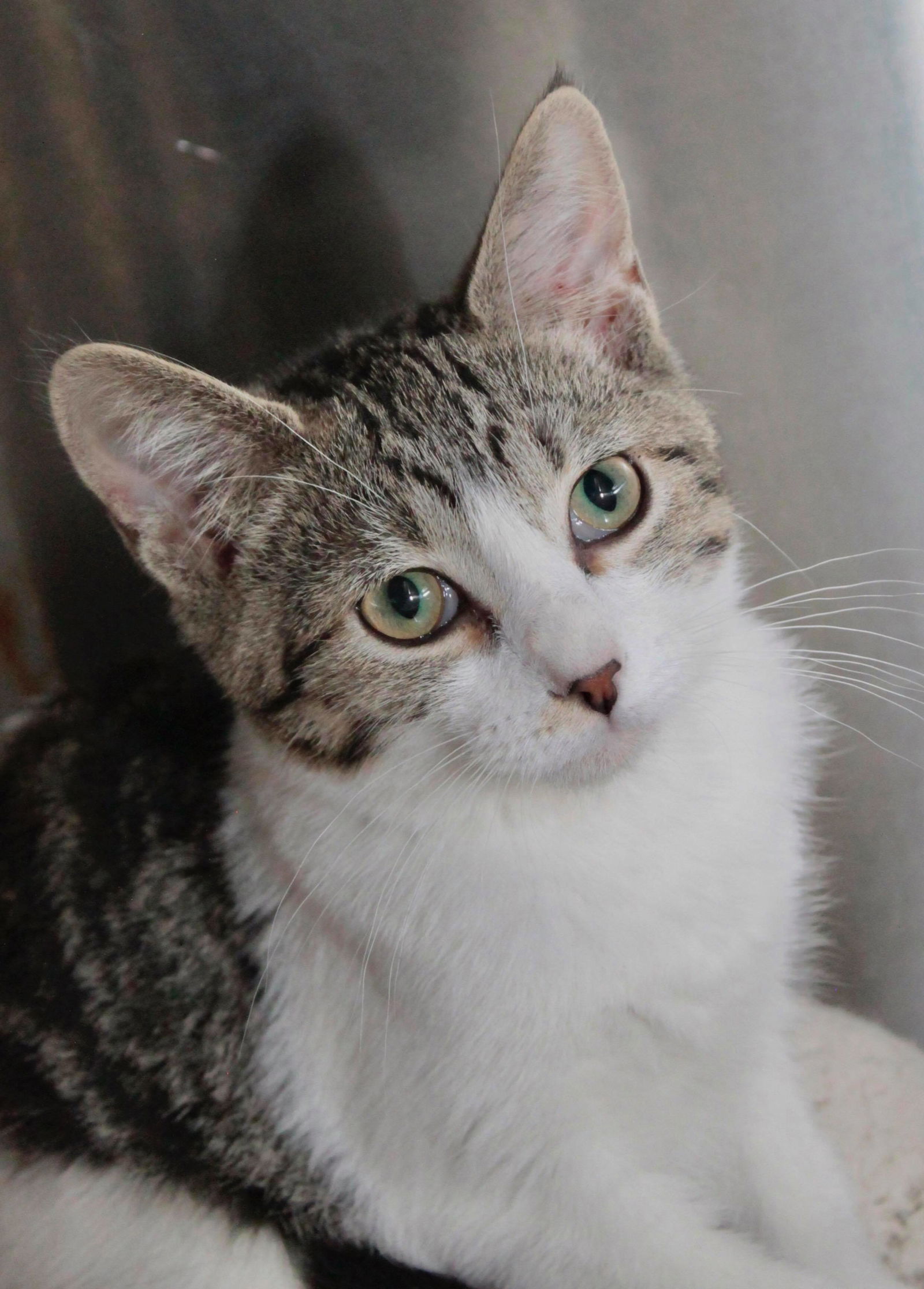 Hickory, an adoptable Domestic Short Hair in Austin, MN, 55912 | Photo Image 1