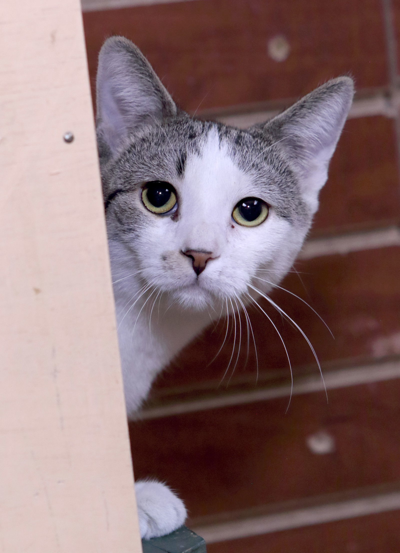 Hickory, an adoptable Domestic Short Hair in Austin, MN, 55912 | Photo Image 2