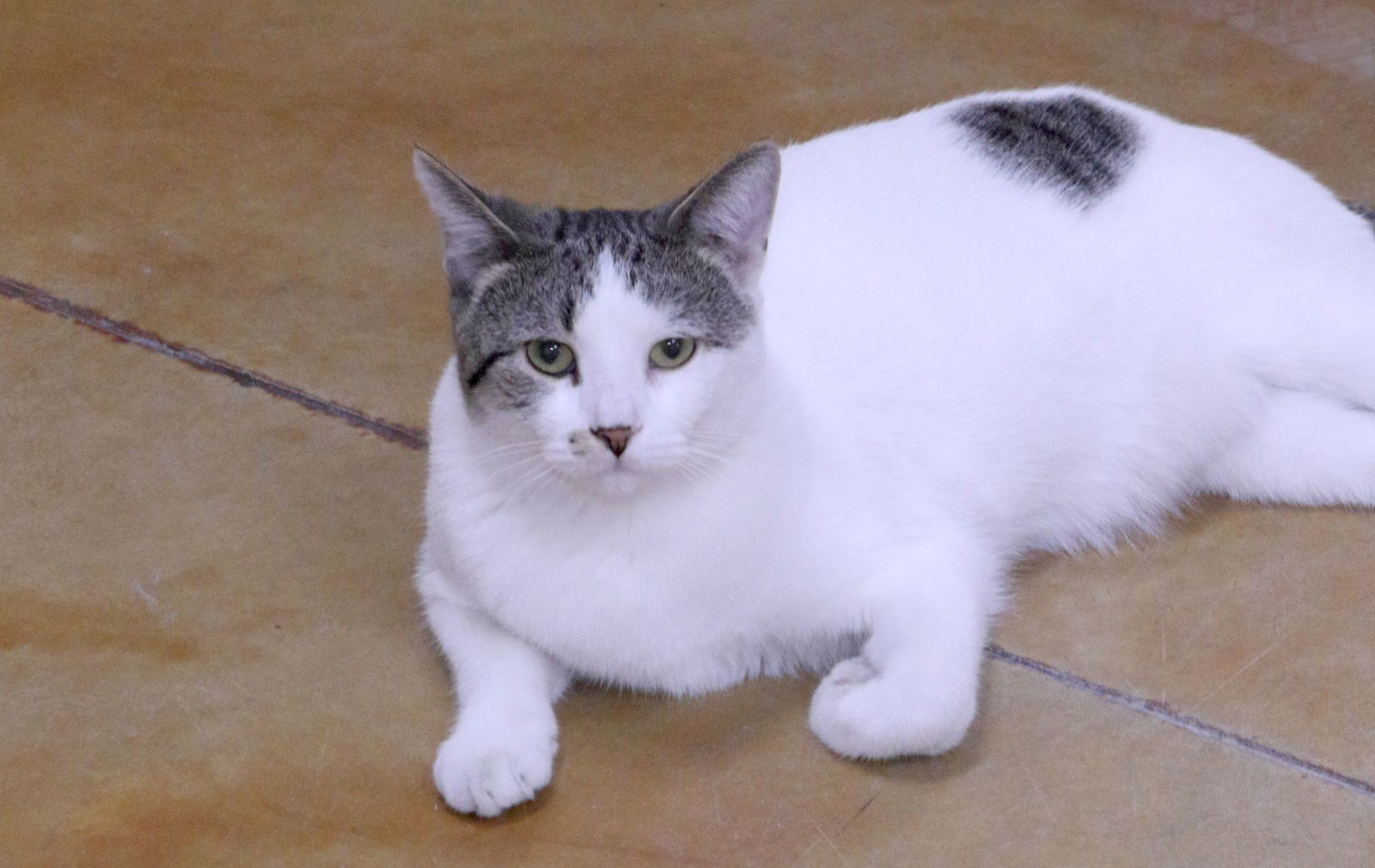 Hickory, an adoptable Domestic Short Hair in Austin, MN, 55912 | Photo Image 3