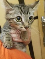Ross, an adopted Domestic Short Hair Mix in Norman, OK_image-1