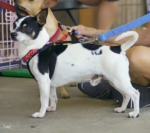 Tobey, an adopted Rat Terrier Mix in Carlsbad, CA_image-2