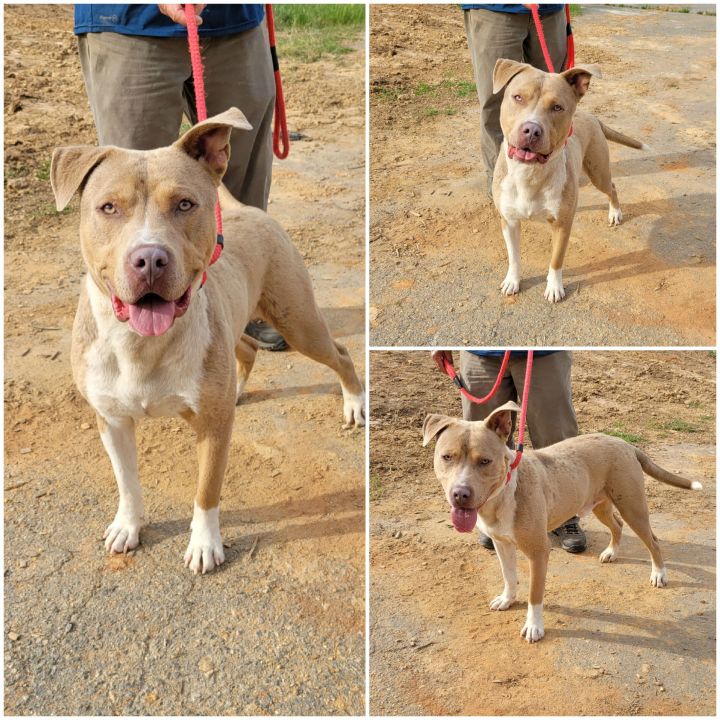 Wade, an adopted Pit Bull Terrier in Milledgeville, GA_image-1