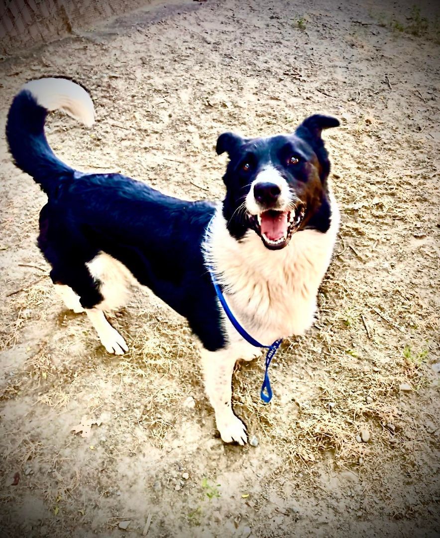 Scully, an adoptable Border Collie, Australian Shepherd in Willits , CA, 95490 | Photo Image 1