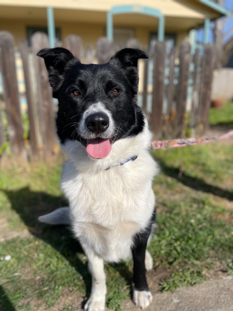 Scully, an adoptable Border Collie, Australian Shepherd in Willits , CA, 95490 | Photo Image 3
