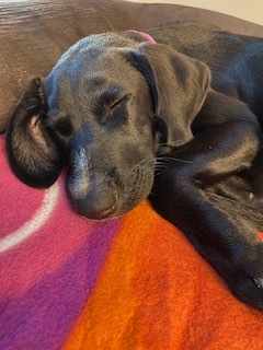 Dorothy, an adopted Labrador Retriever Mix in Warrington, PA_image-5