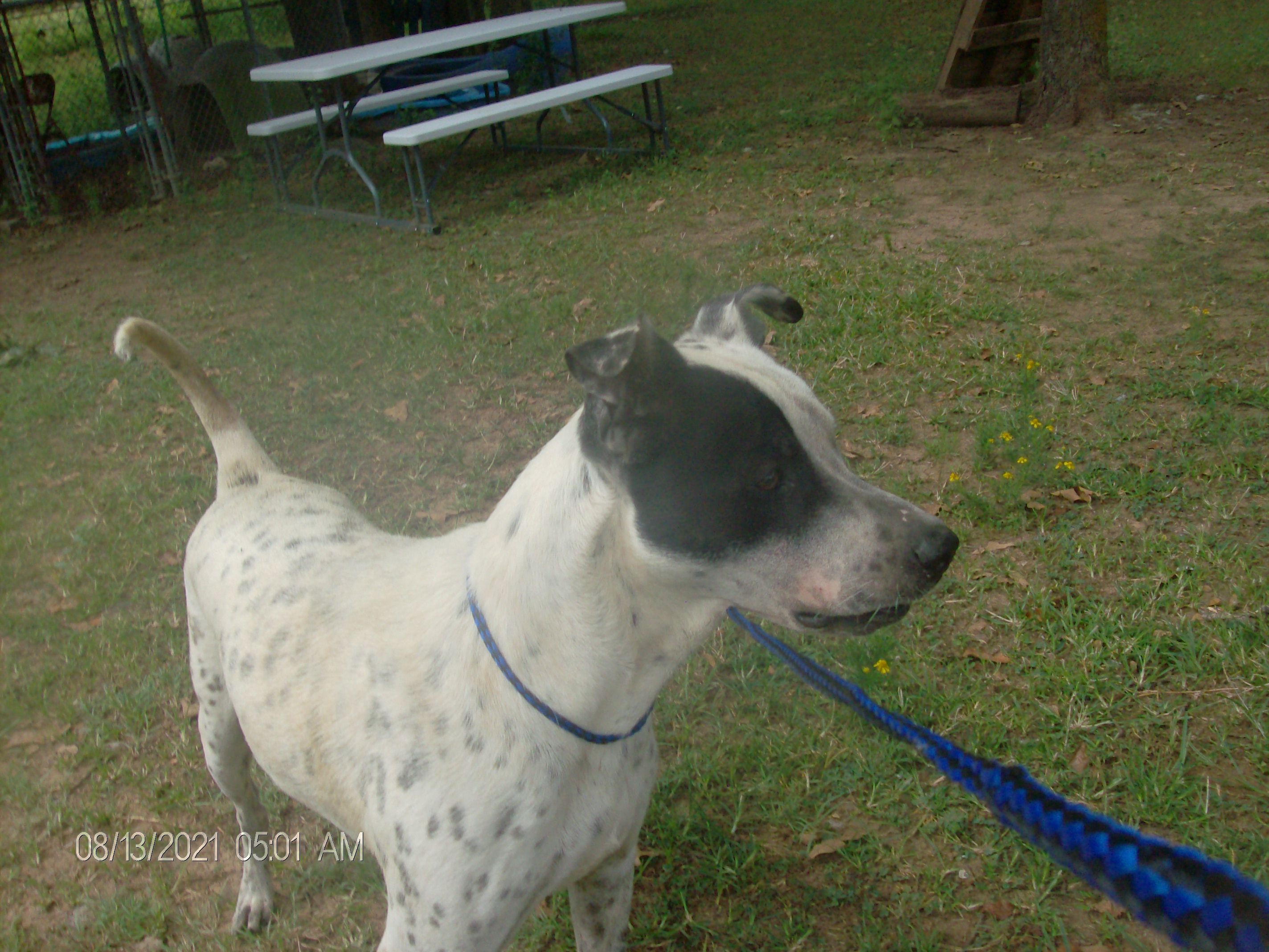 FROSTY, an adoptable Pointer in Kellyville, OK, 74039 | Photo Image 3