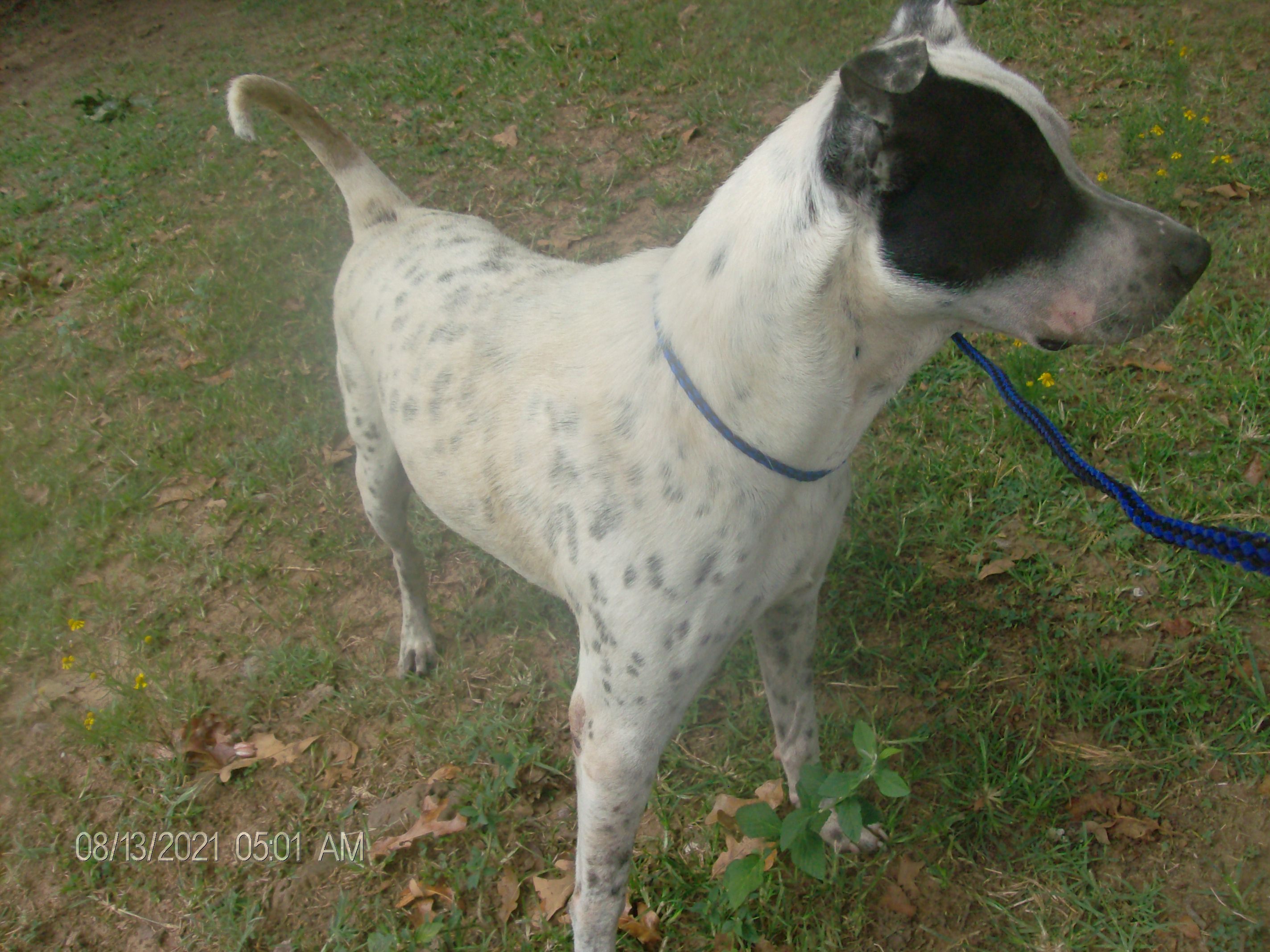 FROSTY, an adoptable Pointer in Kellyville, OK, 74039 | Photo Image 4