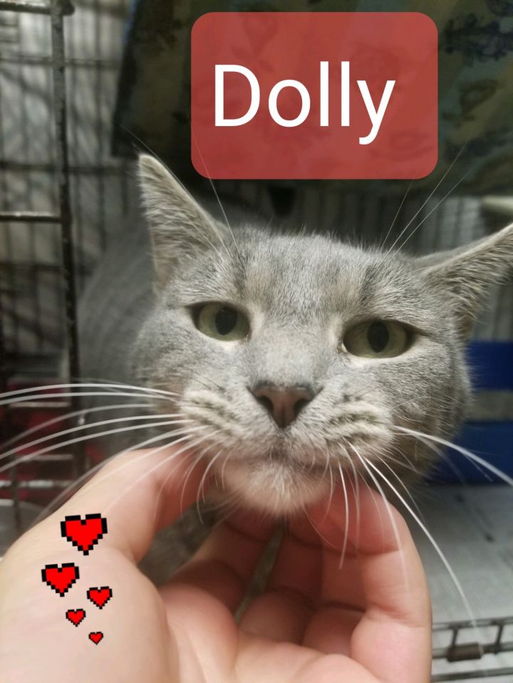 Dolly (Jessica's foster) 2