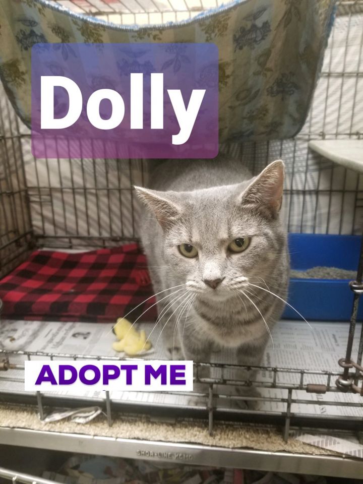 Dolly (Jessica's foster) 3