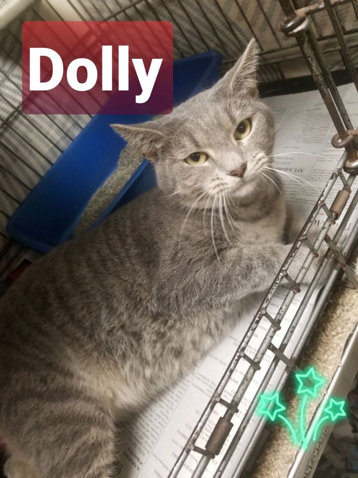 Dolly (Jessica's foster) 4