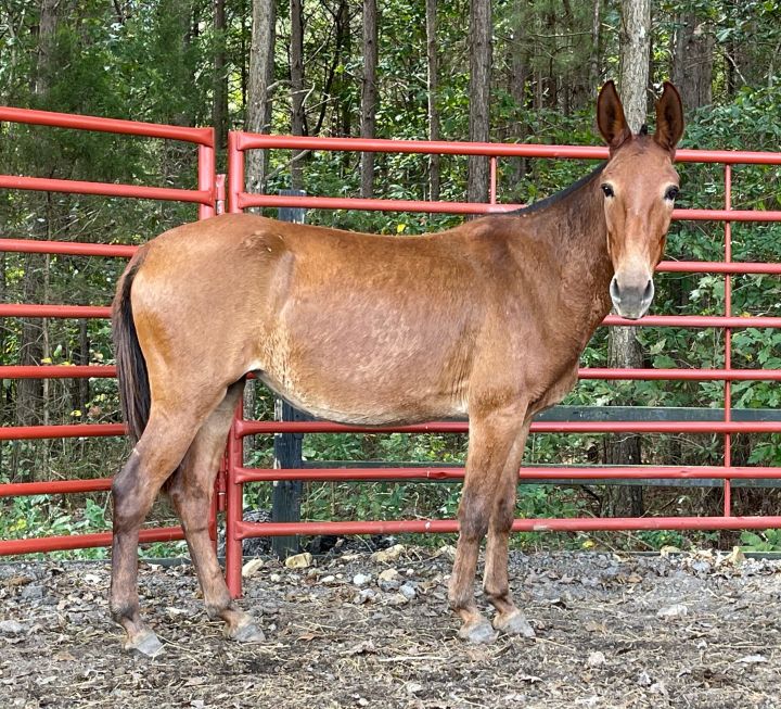 Francis, an adoptable Mule in Hohenwald , TN_image-2