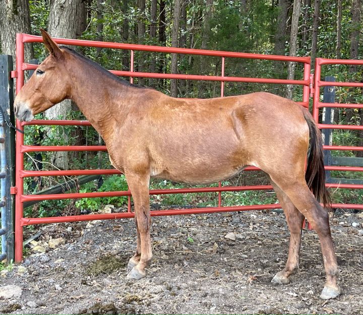 Francis, an adoptable Mule in Hohenwald , TN_image-3