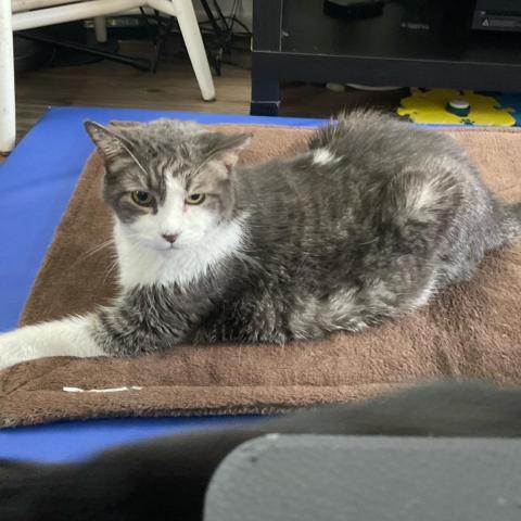 Buddy, an adoptable Domestic Short Hair in Los Angeles, CA, 90016 | Photo Image 1