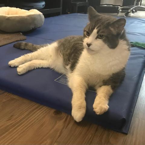 Buddy, an adoptable Domestic Short Hair in Los Angeles, CA, 90016 | Photo Image 3