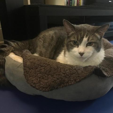 Buddy, an adoptable Domestic Short Hair in Los Angeles, CA, 90016 | Photo Image 4