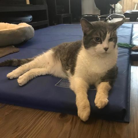 Buddy, an adoptable Domestic Short Hair in Los Angeles, CA, 90016 | Photo Image 5