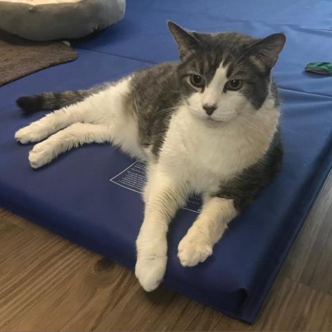 Buddy, an adoptable Domestic Short Hair in Los Angeles, CA, 90016 | Photo Image 6