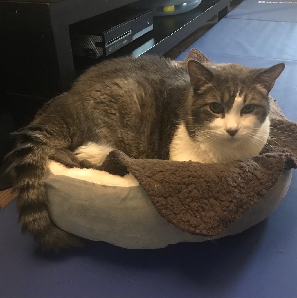 Buddy, an adoptable Domestic Short Hair in Los Angeles, CA, 90016 | Photo Image 6