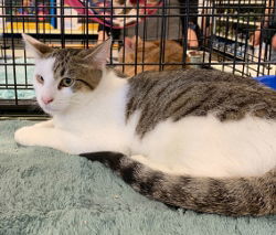 Marvin, an adoptable Domestic Short Hair in Morgan Hill, CA, 95038 | Photo Image 1