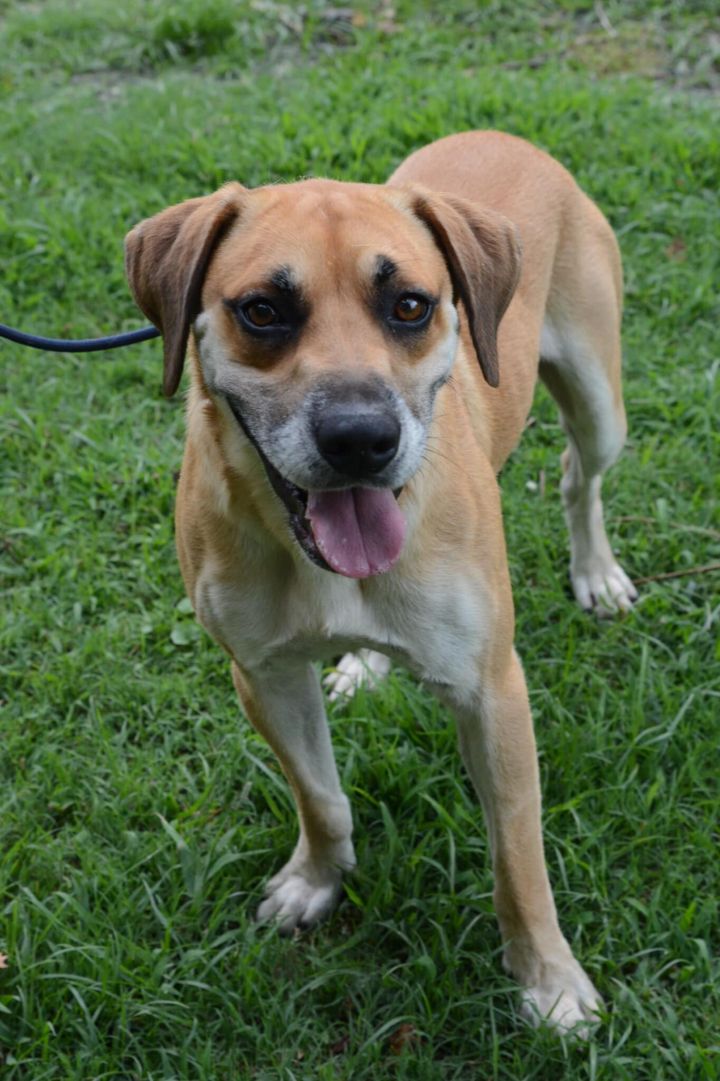 Dog for adoption - Fable, a Labrador Retriever in Cumberland, RI