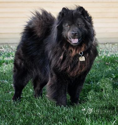 All black chow clearance chow