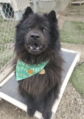 Petfinder chow clearance chow