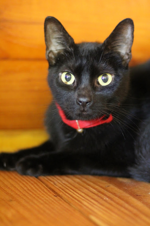 Chip, an adoptable Domestic Short Hair in Hawley, PA, 18428 | Photo Image 2