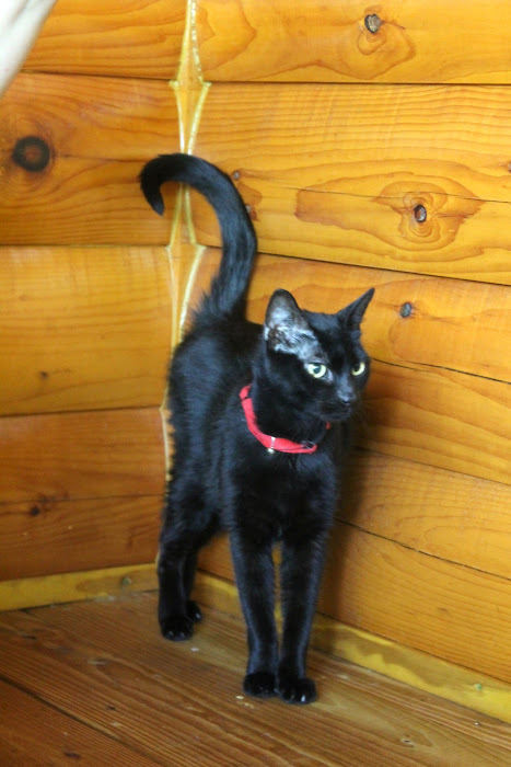 Chip, an adoptable Domestic Short Hair in Hawley, PA, 18428 | Photo Image 4