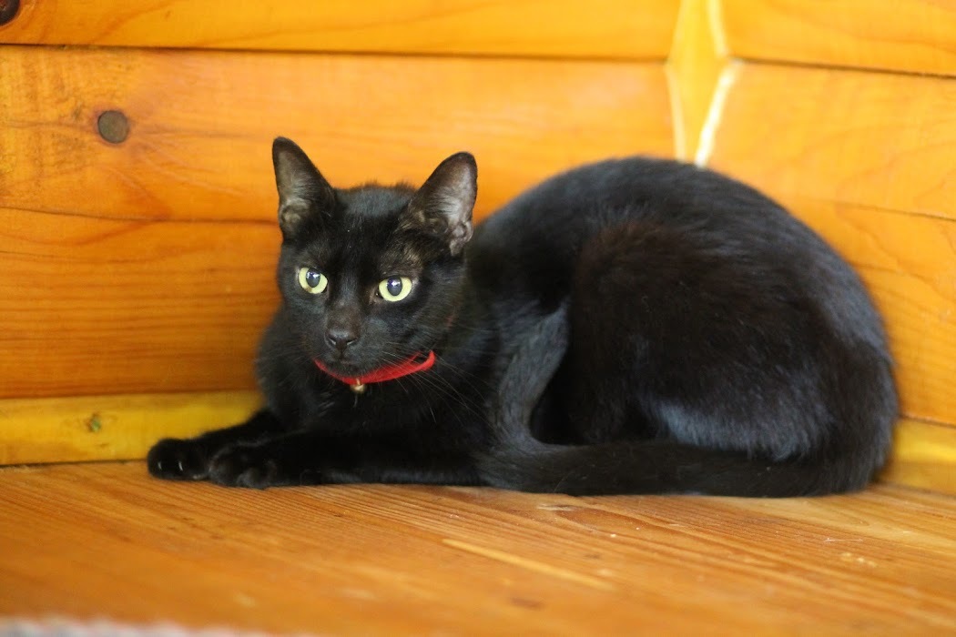 Chip, an adoptable Domestic Short Hair in Hawley, PA, 18428 | Photo Image 6