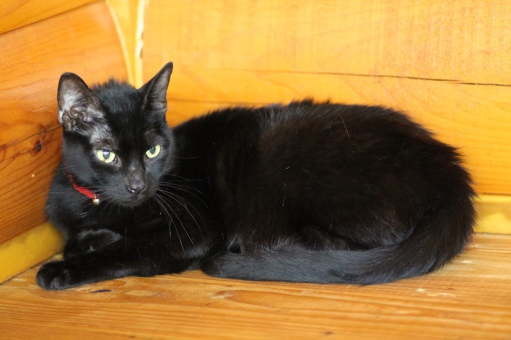 Chip, an adoptable Domestic Short Hair in Hawley, PA, 18428 | Photo Image 7