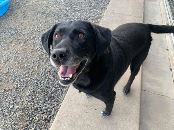 Rio, an adoptable Labrador Retriever Mix in McMinnville, OR_image-3