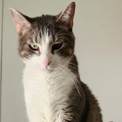 Leopold, an adoptable Domestic Short Hair in Wichita, KS, 67278 | Photo Image 5