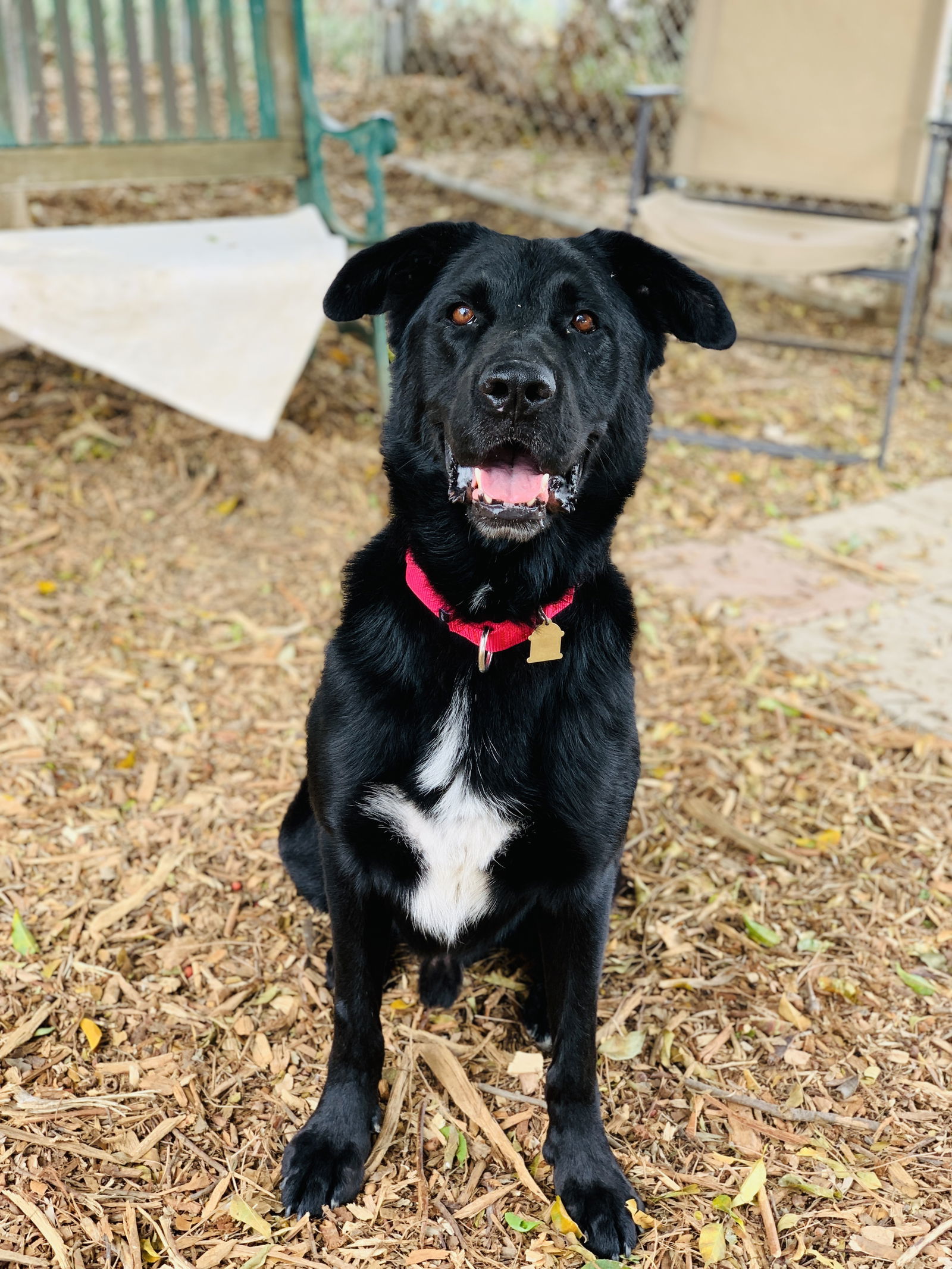 Maverick, an adoptable Labrador Retriever, Shepherd in Seal Beach, CA, 90740 | Photo Image 1