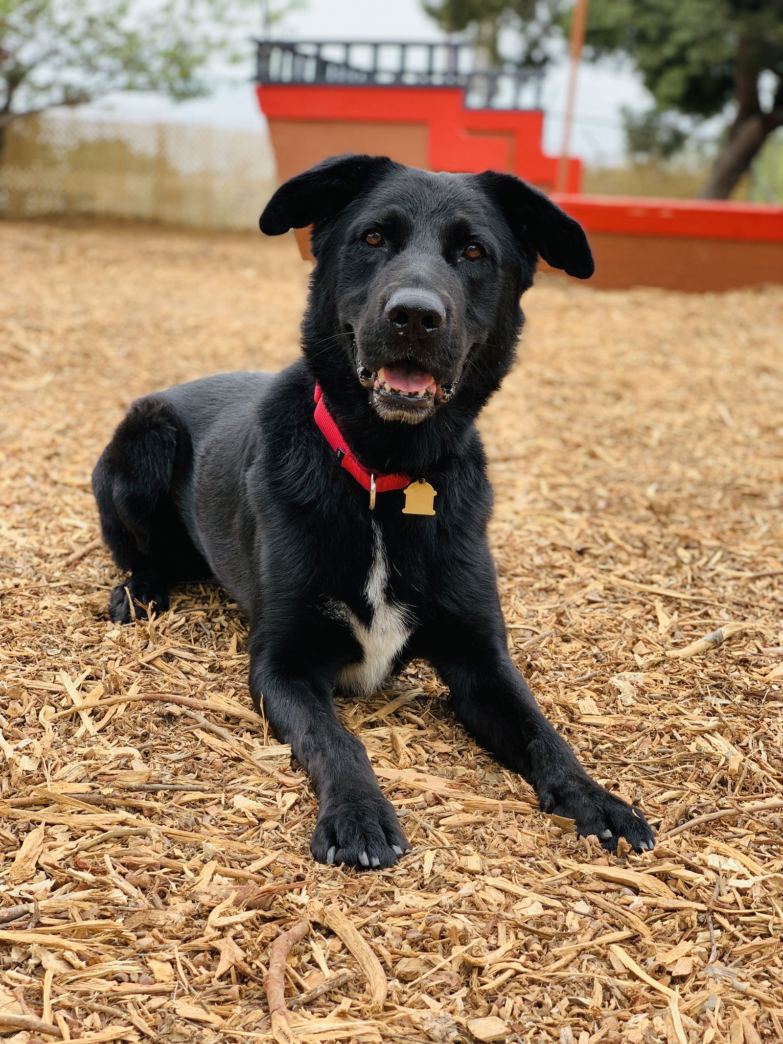 Maverick, an adoptable Labrador Retriever, Shepherd in Seal Beach, CA, 90740 | Photo Image 2