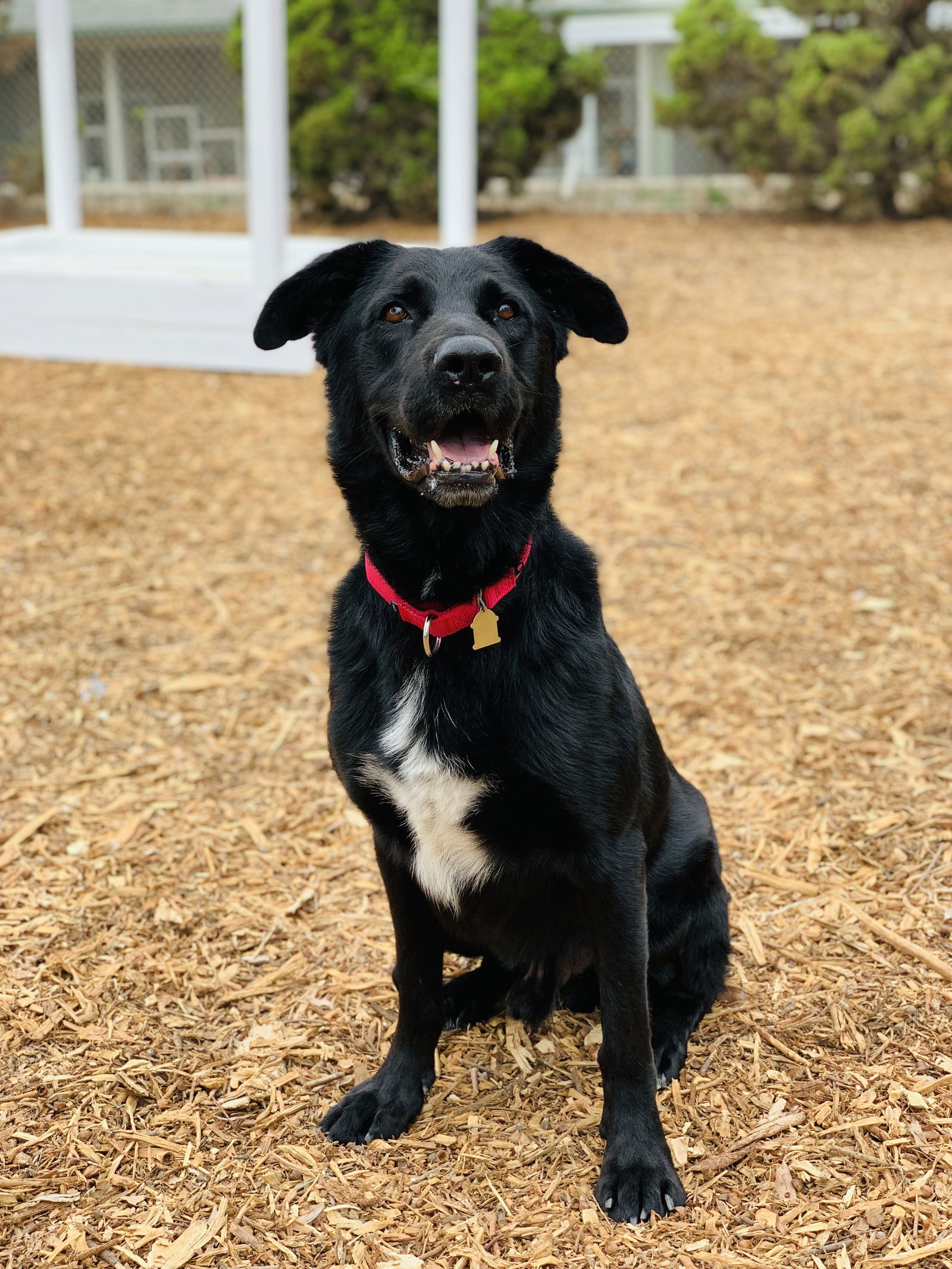 Maverick, an adoptable Labrador Retriever, Shepherd in Seal Beach, CA, 90740 | Photo Image 3