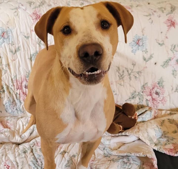 Phoebe, an adoptable Pit Bull Terrier Mix in Orange, VA_image-6