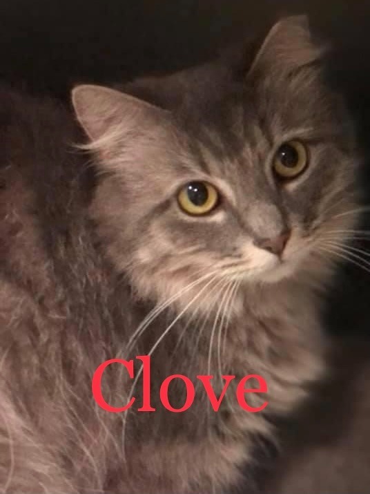 CLOVE Cat, an adoptable Domestic Medium Hair in New Bern, NC, 28563 | Photo Image 1