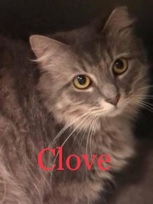 CLOVE Cat