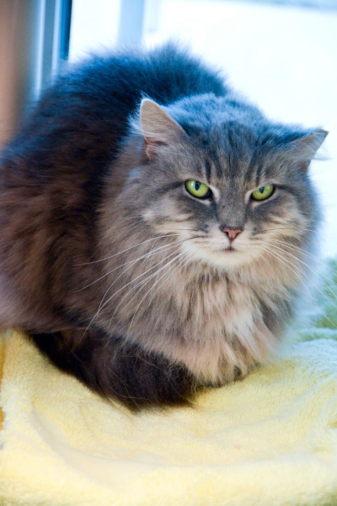 CLOVE Cat, an adoptable Domestic Medium Hair in New Bern, NC, 28563 | Photo Image 1