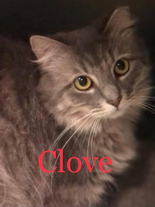 CLOVE Cat, an adoptable Domestic Medium Hair in New Bern, NC, 28563 | Photo Image 2