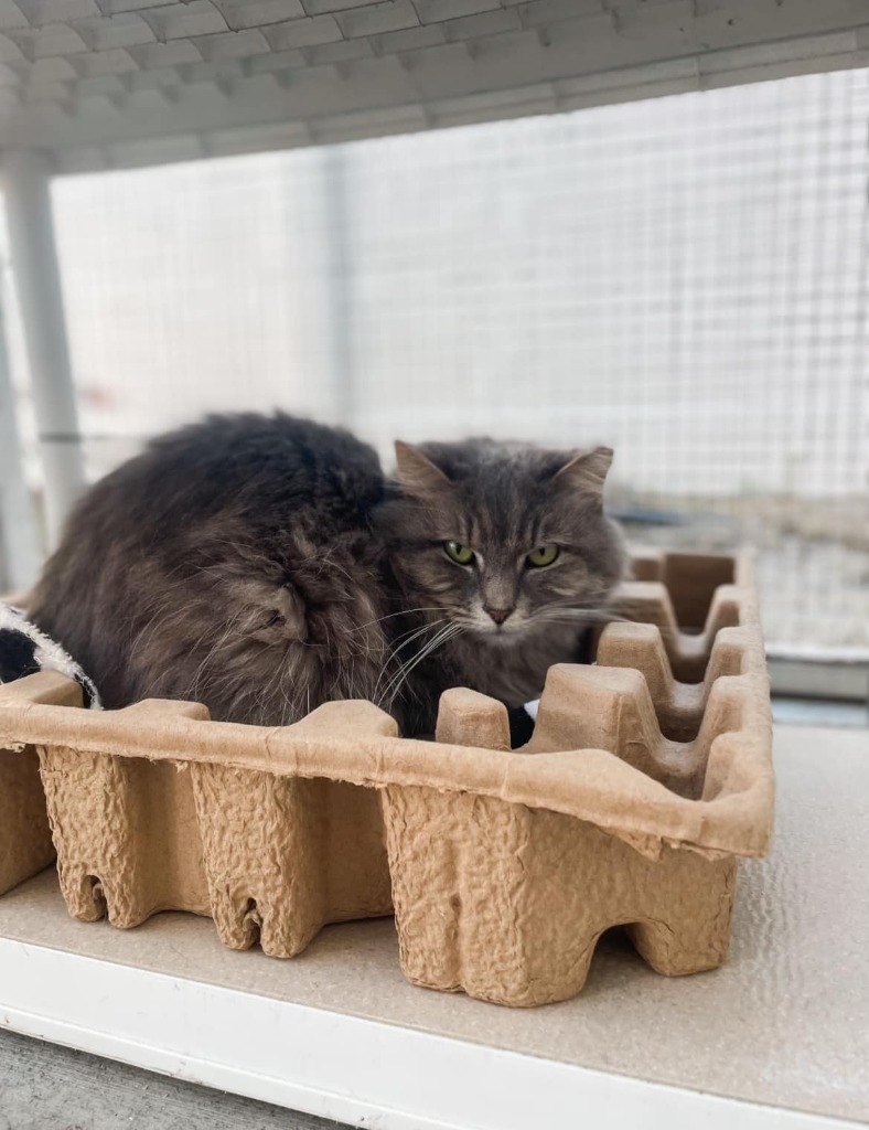 CLOVE Cat, an adoptable Domestic Medium Hair in New Bern, NC, 28563 | Photo Image 3