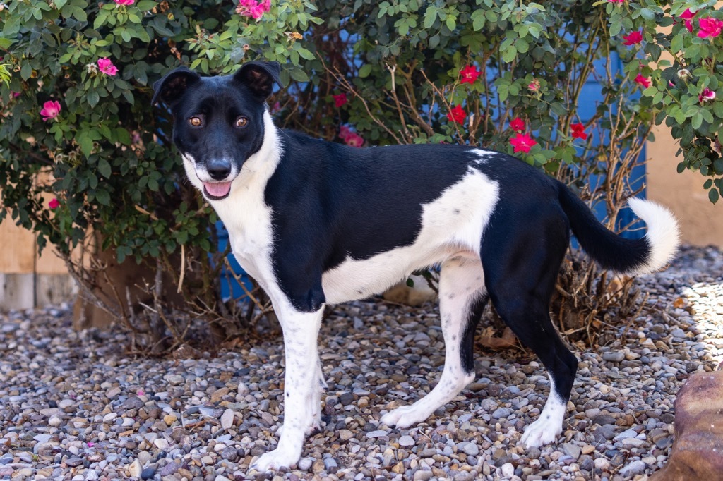 Luna, an adoptable Labrador Retriever, Pit Bull Terrier in Midland, TX, 79707 | Photo Image 5