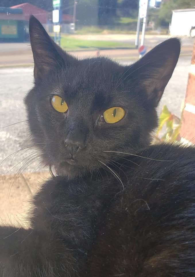 Ebony, an adoptable Domestic Short Hair in Camden, TN, 38320 | Photo Image 1