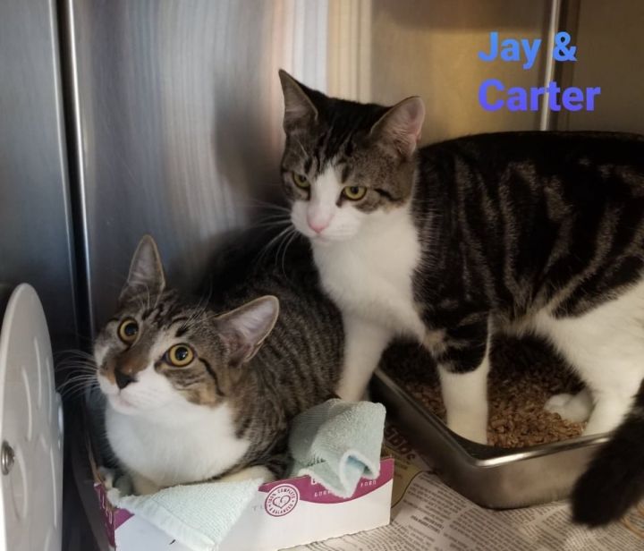 Jay & Carter, an adopted Domestic Short Hair Mix in Bridgewater, NJ_image-1